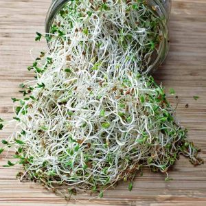 Alfalfa-Sprout